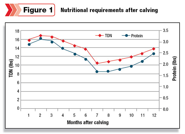 Nutritional requirements after calving