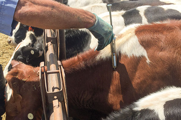 Autogenous vaccine can be administered to ever animal in the herd