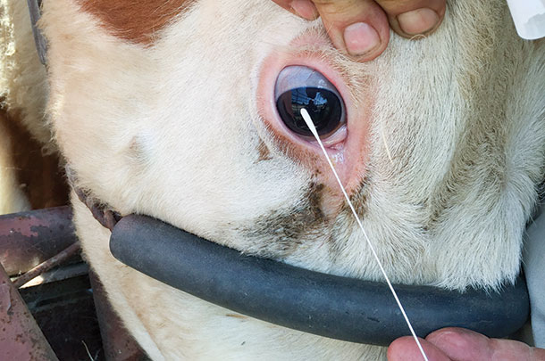 Pinkeye samples are taken using a swab to collect 