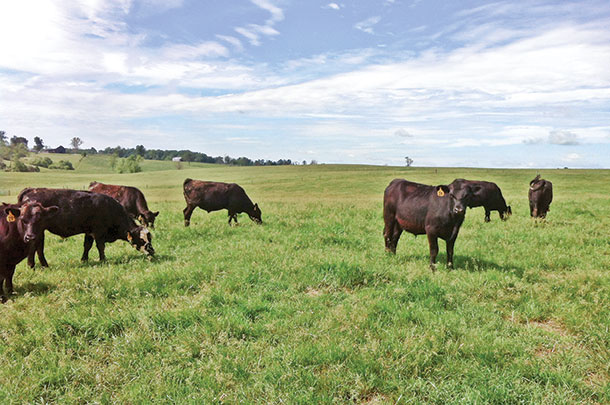 Research shows toxic fescue reduces reproduction rates