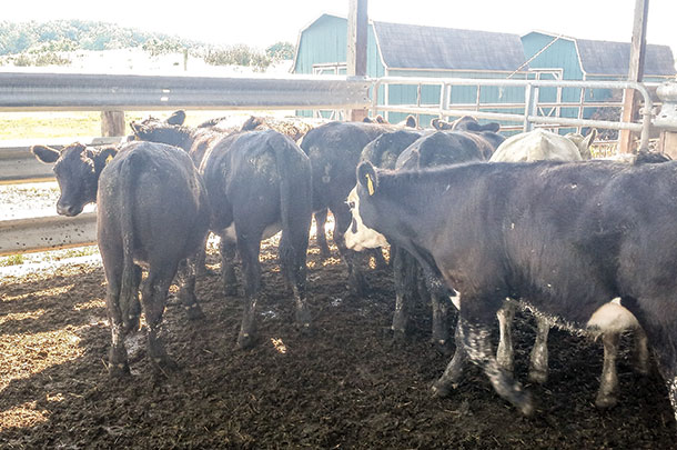 Cattle grazing endophyte variety MaxQ during July