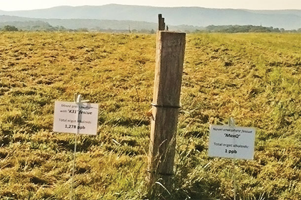 The value of alkaloid sampling and the replacement of one-half of a toxic tall fescue field