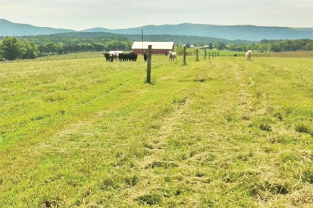 Animals with toxic feed bunch up and don't graze