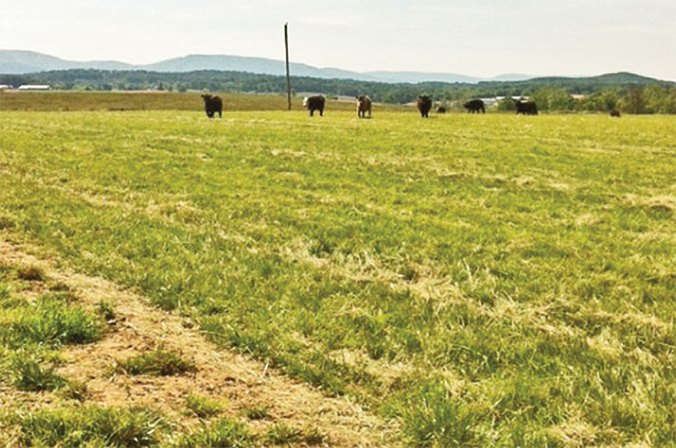 Cattle on good feed scatter throughout the field and graze normally