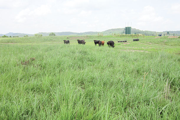 big bluestem/indiangrass pasture on a reclaimed surface mine 