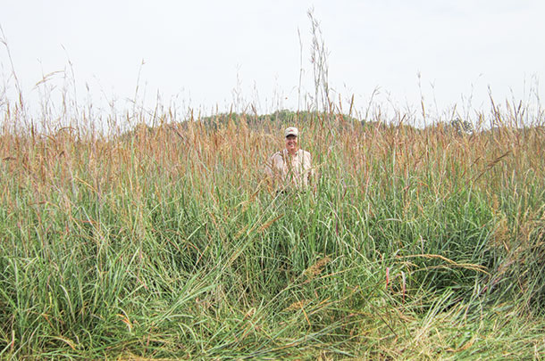 Native grasses have earned a reputation of being difficult to establish.