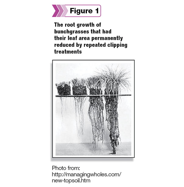 The root growth of bunchgresses that have been clipped repeatedly
