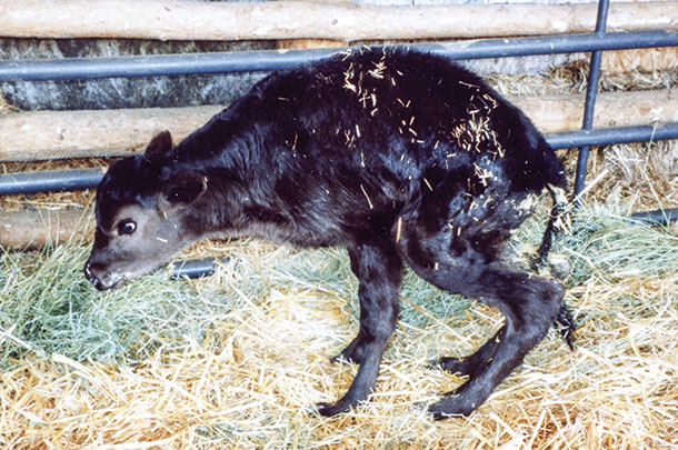 Fawn calf 