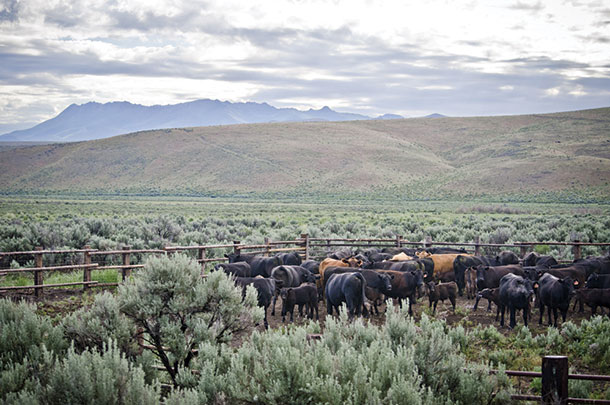 Griggs maintains an Angus-based cowherd
