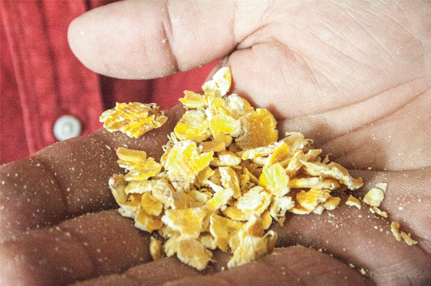 Steam-glaking corn helps reduce particle size digestibility