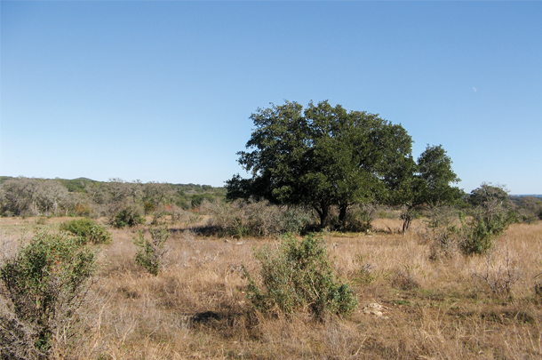 Available forage is the basis from which a nutritional plan should be written