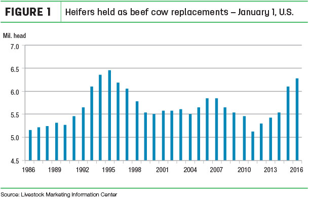 heifers held as beef cow replacements