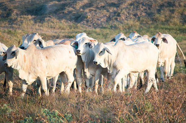 Brahmans at Kallion Farms