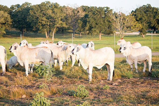 Brahmans at kallion Farms