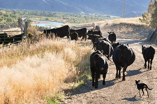 puppy moving cows