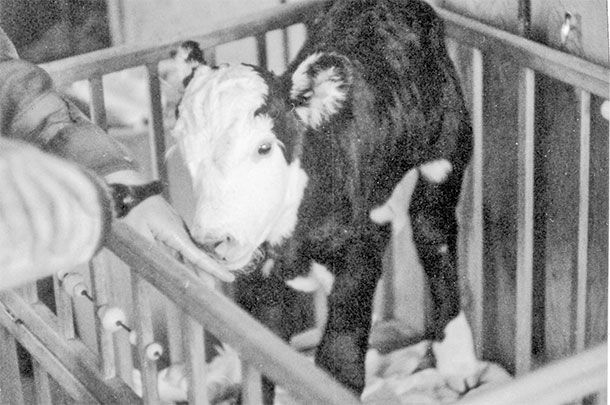 Rudolph, a premature calf raised for a short time in the family crib