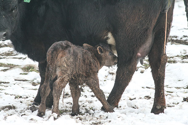 Calfs need to stand within an hour of birth