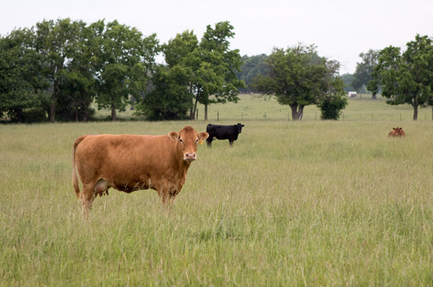 High density of animals in samll paddocks
