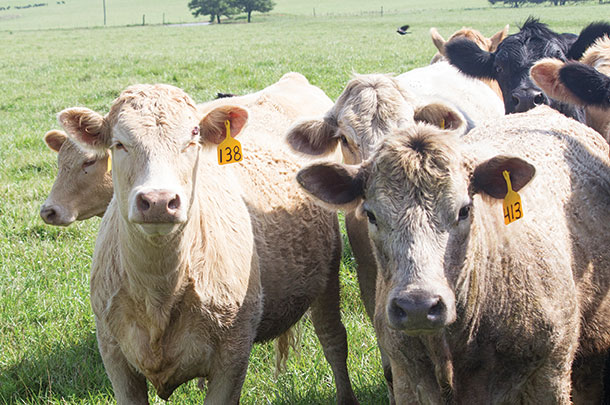 Heifers usually carry a longer payoff for producers