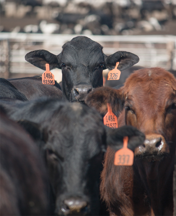 October 2016 issue of Progressive Cattleman cover photo