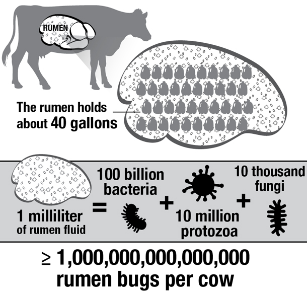 Rumen bugs 101 – feeding the microbes, not just the cow - Progressive  Cattle | Ag Proud
