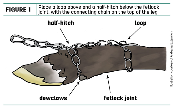 Place a loop above and a half-hitch below the fetlock joint