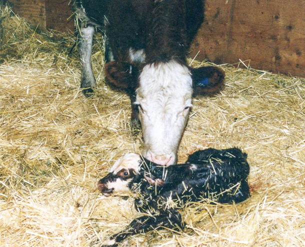 When the heifer gets up, she wants to smell and lick the calf