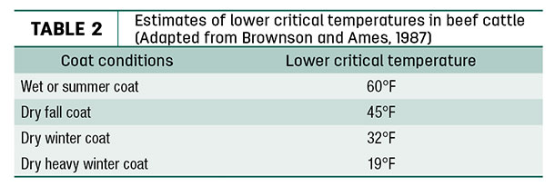 Estimates of lower critical temperatures in beef cattle