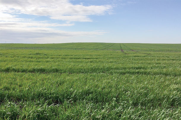 This oat and radish mixture could not be grazed following soybeans due to the herbicide program used