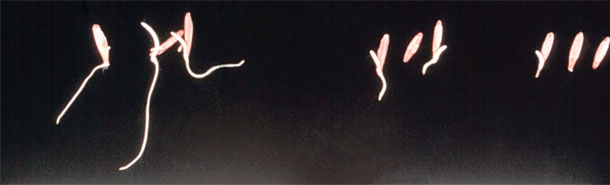 cheatgrass seed