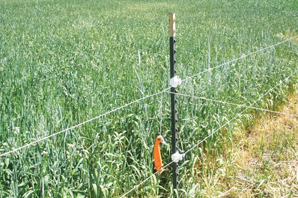 A two-strand electric border fence and a one-strand cross fence