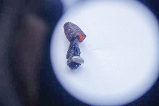parasitic wasp