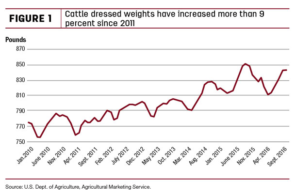 Cattle dressed weights have increased more than 9 percent since 2011