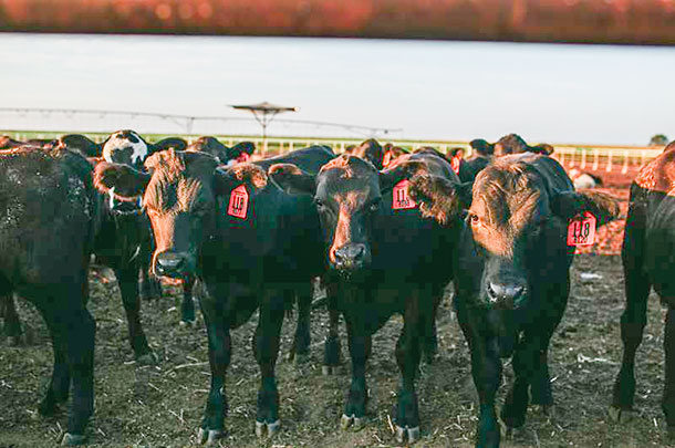 beef calves