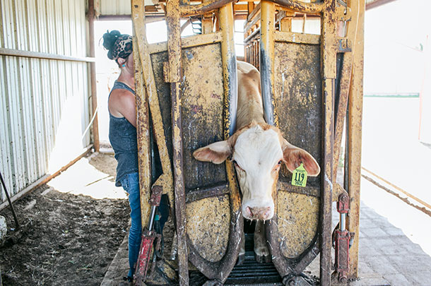 treating a beef cow