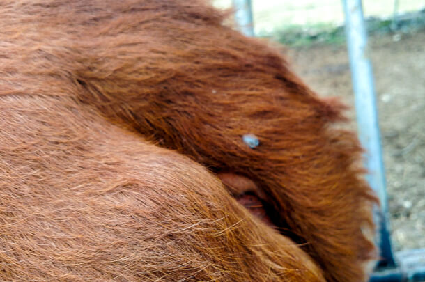 fever tick in cow tailhead