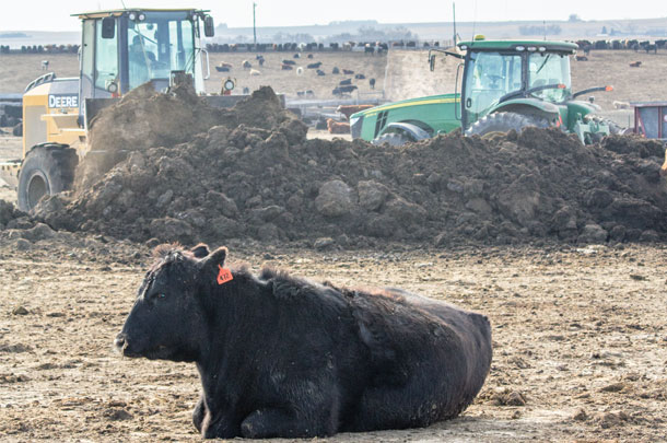 If manure-handling equipment is also used to load feed trucks, special care for cleanliness are critical