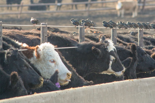 Birds and ridents have the potential to compromise animal health