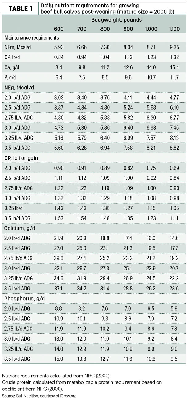 Daily nutrient requirements for growing beef bull calves post-weaning