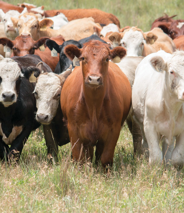 Cattle herd in pasture