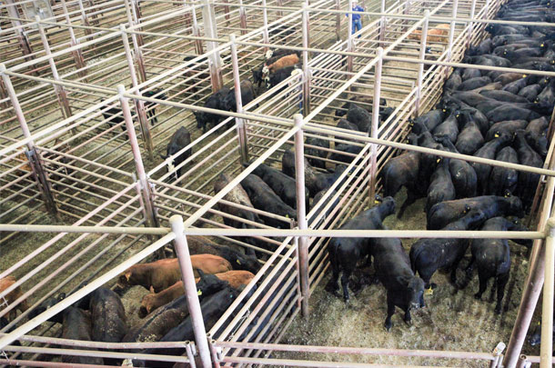 Cattle waiting to be loaded onto a truck