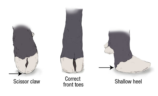 evaluating feet