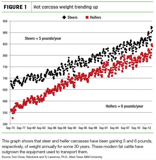 Hot carcass weight trending up