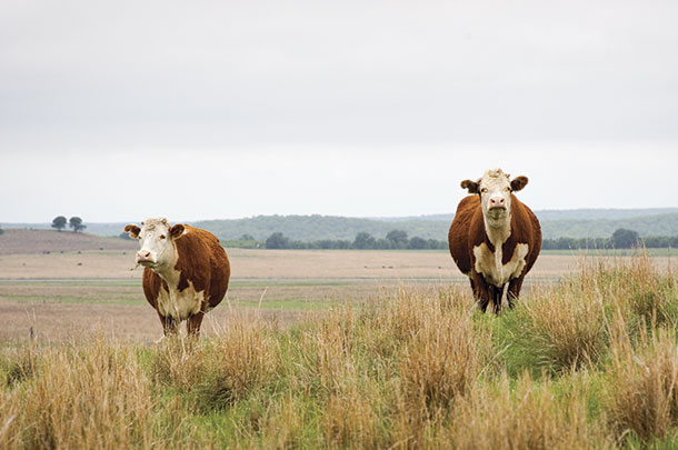 Grazing cattle