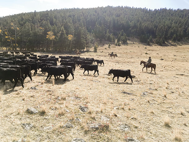 After sorting, one side of the rodear was opened and the herd begins to move in that direction