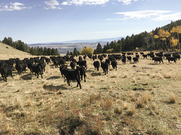 A calm bunch of yearlings makes its wasy to the next pasture