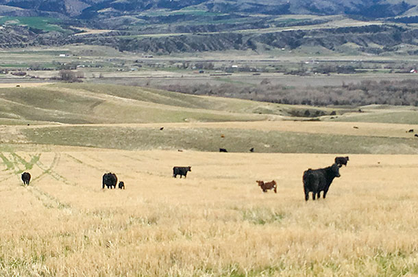 cows in pasture