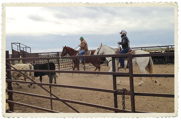 Mallory Vestal rides with her father in preparation for turning out yearlings on spring wheat at the family operation