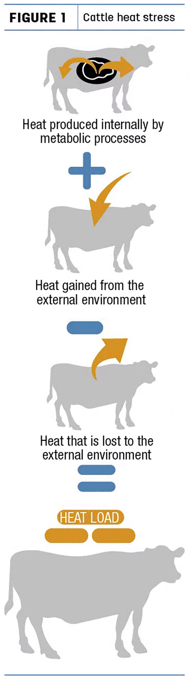 Cattle heat stress
