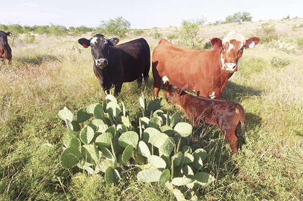 Cattle watch as a drone hovers overhead